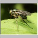 Dolichopoda sp - Langbeinfliege 01a.jpg